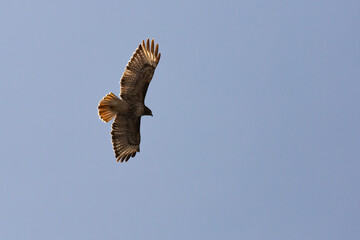 Red tailed hawk soaring on the wind in a cloudless blue sky