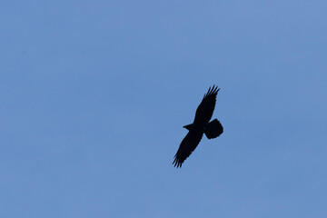 A raven silhouetted as it soars in a clear blue sky