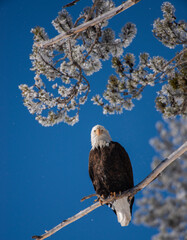 Bald Eagle Perched In Tree On Winter Day