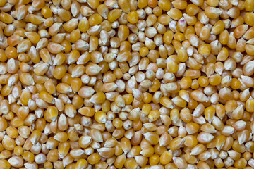 Popcorn grain texture and background