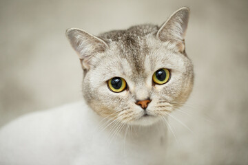 Beautiful gray scottish fold cat. Haircut cat with shaved hair on the body, pet haircut