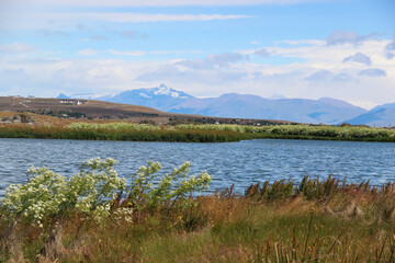 Fototapeta premium Fauna and flora at Laguna Nimez El Calafate