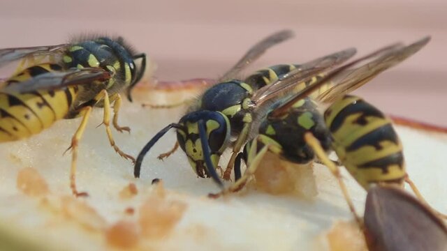 Wespen fressen an einem Apfel und fliegen um den Apfel, vespula germanica, mehrere Szenen, Zeitlupe
