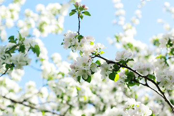 Spring apple blooming beautiful background in the garden