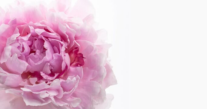 Beautiful pink Peony on white background. Blooming peony flower open, time lapse, close-up. With place for text or image. Wedding backdrop, Valentine's Day, Mothers day concept.