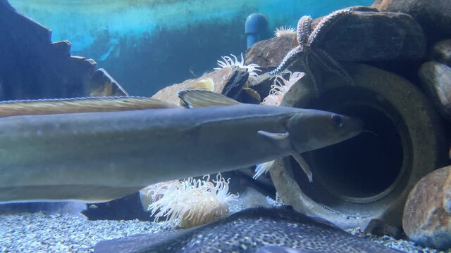 Blue ling molva dypterygia swimming at seabed together with stingray and starfish