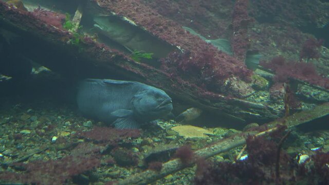 Closeup of Jellycat Northern Wolf fish hiding below wreck at seabed