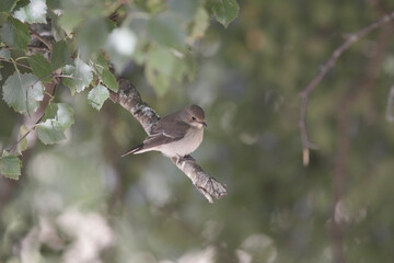 Small beautiful bird