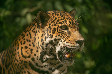 Fototapeta na wymiar Leopard in a Game Reserve in Cost Rica, Central America