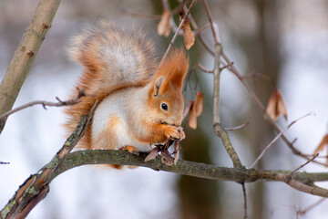 A beautiful red squirrel sits on a tree branch in the park.