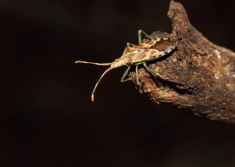 Strange Heteroptera on a stick. 