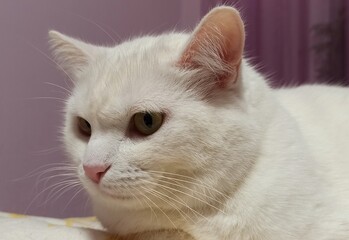 Portrait of a white domestic cat with golden eyes and pink nose 