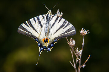 Beautiful swallowtail butterfly sitting on a plant