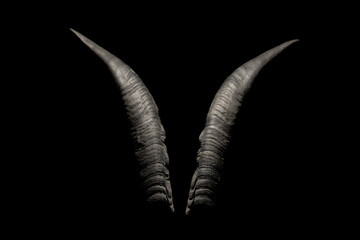 Goat horns isolated on a black background. Satanic symbol. Occult, spiritualism, witchcraft concept.
- 408632121