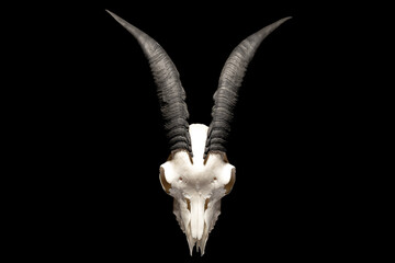 Front view of a goat skull with horns, isolated on black background. Satanic symbol. Occult, spiritualism, witchcraft concept.  - 408632151