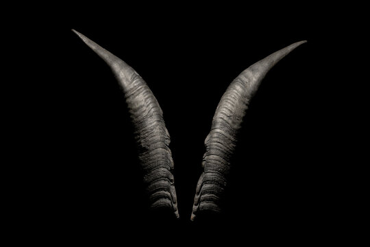 Goat horns isolated on a black background. Satanic symbol. Occult, spiritualism, witchcraft concept.
