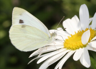 white butterfly on a white daisy
