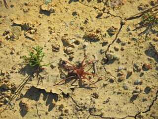A Titiotus dorsal spider crawling across the dry, cracked ground in the Carrizo Plain, San Luis...