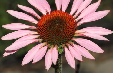 close up of echinacea 