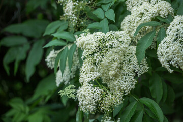Sambucus nigra bush blooms with white flowers in the park in summer, close-up