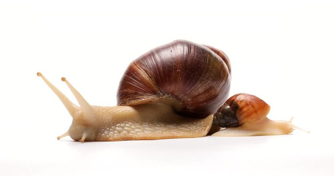 Giant Achatina snails on white background