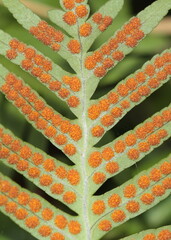 spor of a fern - Polypodium vulgare cambricum
