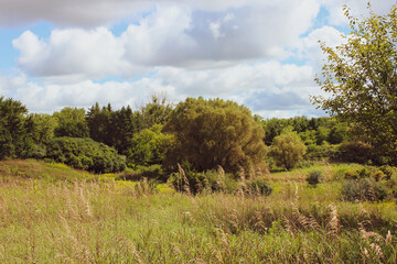 Obraz premium landscape with trees