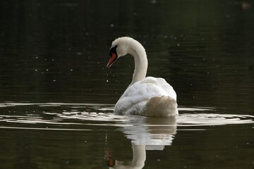 Cisne blanco
