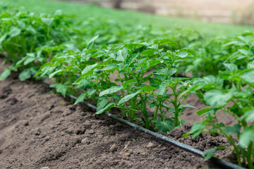Green sprouts of young potatoes, Rows of vegetable beds planted with potatoes in the rural kitchen garden.