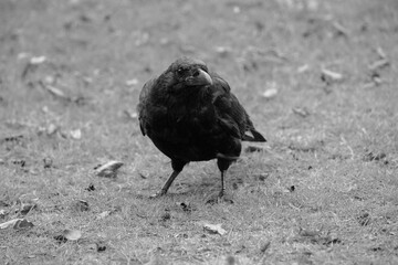 Dark Raven