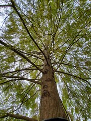 Obraz premium tree and sky