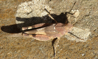 Blue-winged Grasshopper (Oedipoda caerulescens)