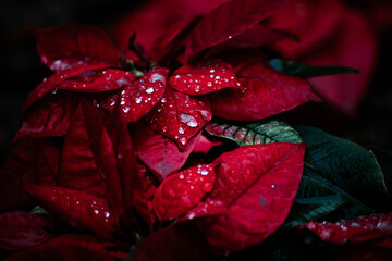 rain drops on flower petals