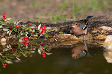 pinzón macho adulto bebiendo y reflejado en la charca 