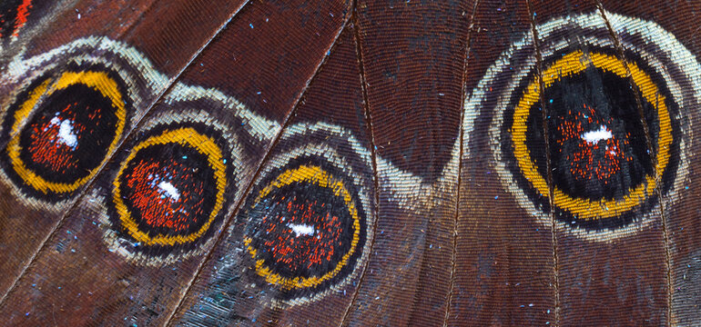 MARIPOSA Ocelo (mancha redonda y multicolor con apariencia de ojo y su funci&oacute;n biol&oacute;gica se asocia con el mimetismo)