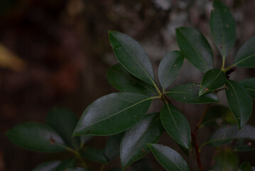 moody green leaves in the forest