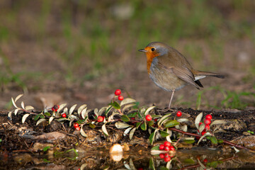 petirrojo en el estanque con vallas de enebro (Erithacus rubecula)