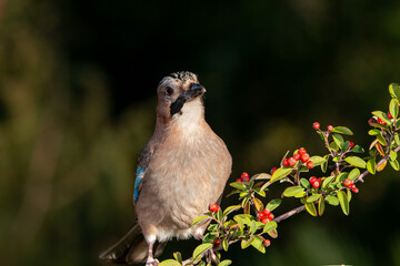 arrendajo euroasiático​ retrato sobre un arbusto de enebro (Garrulus glandarius)