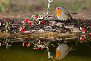 petirrojo reflejado en el agua (Erithacus rubecula)