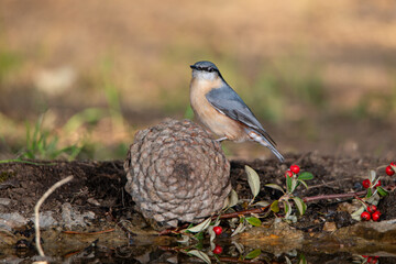 trepador azul posado en una piña (Sitta europaea)​