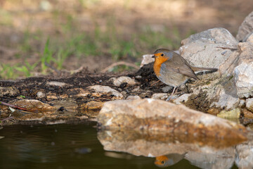petirrojo en una piedra de la charca (Erithacus rubecula)