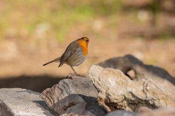 petirrojo en una piedra (Erithacus rubecula)