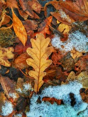Autumn leaves of yellow and orange color slightly crushed by snow lie on the ground