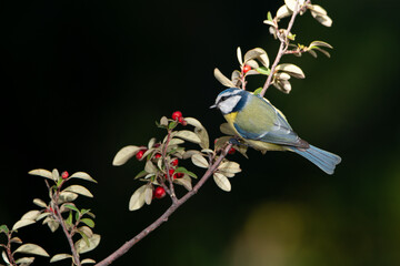 herrerillo común posado en una rama de enebro