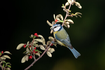 herrerillo común posado en una rama de enebro (Cyanistes caeruleus)​