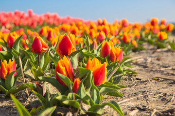 Fototapeta premium Blooming tulip fields.