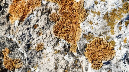 Yellow lichen growing on a stone. Stone texture, lichen.