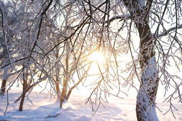 Fototapeta na wymiar Winter snowy tree through sunshine. Winter background. Snowy nature landscape at sunset