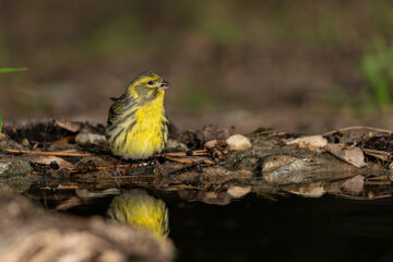 jilguero lugano reflejado en la charca del parque (Carduelis spinus)