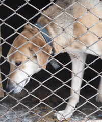 A young hunting greyhound dog sits in an aviary behind a net. Breeding of purebred dogs.Background for dog breeding.